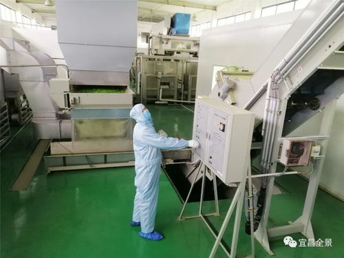 智造新生 宜昌蕭氏無人工廠打響春茶戰(zhàn)“疫”，引領(lǐng)行業(yè)洗選加工新變革